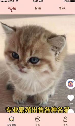 喵喵撸猫app