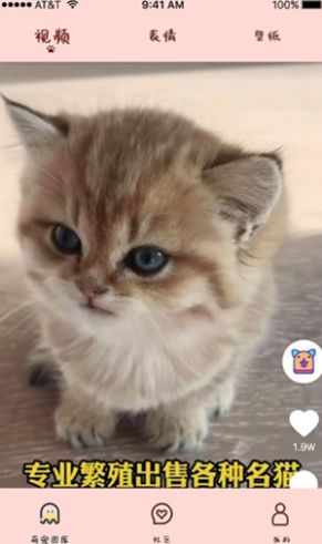 喵喵撸猫app