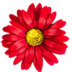 鲜花宝盒 app最新版