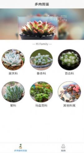 嘟嘟多肉植物鉴app