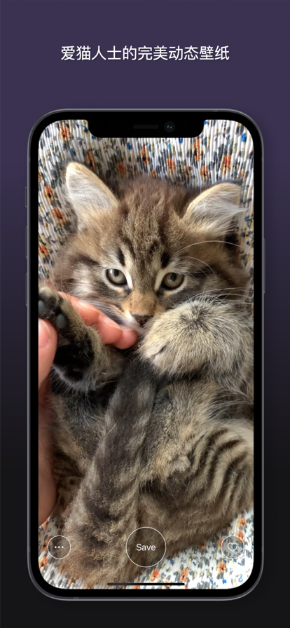 猫动态壁纸