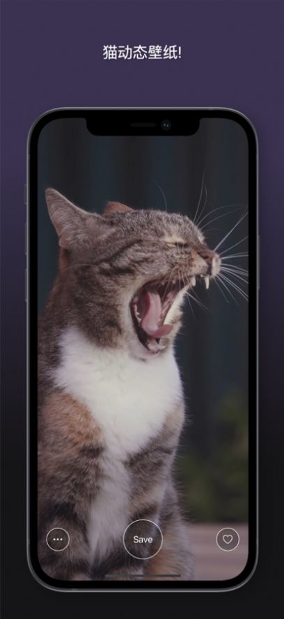猫动态壁纸app