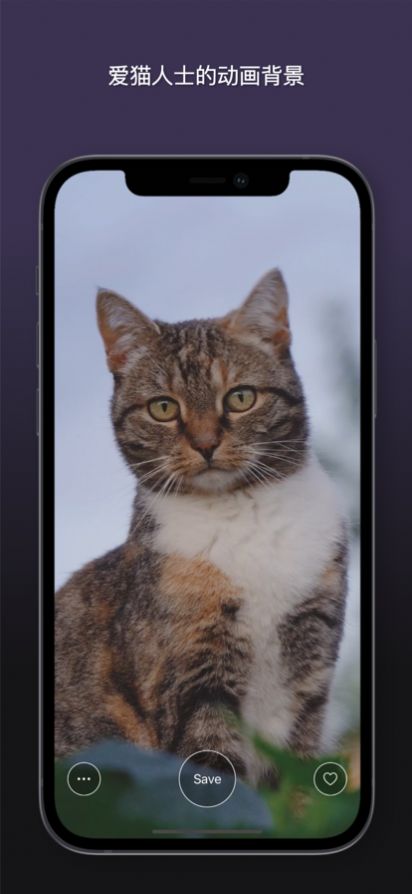 猫动态壁纸app