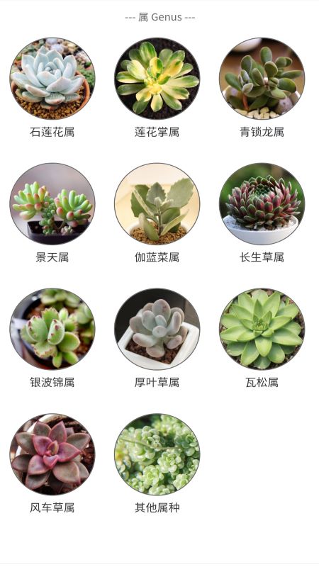 多肉植物陪护记
