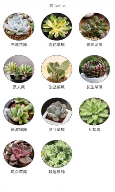 潮句多肉植物汇