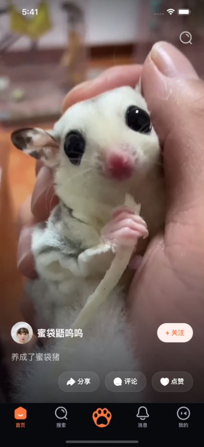 铲屎啦app