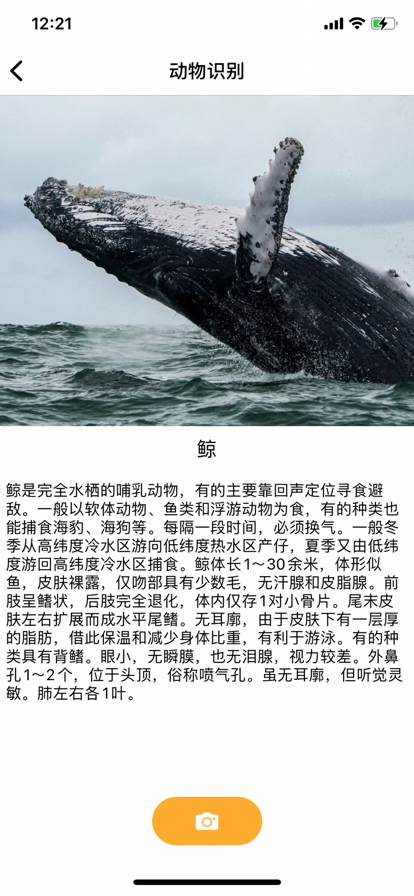识别animals