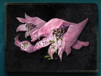 艾尔登法环材料道具介绍 老头环全常见材料一览