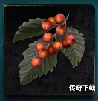 艾尔登法环材料道具介绍 老头环全常见材料一览